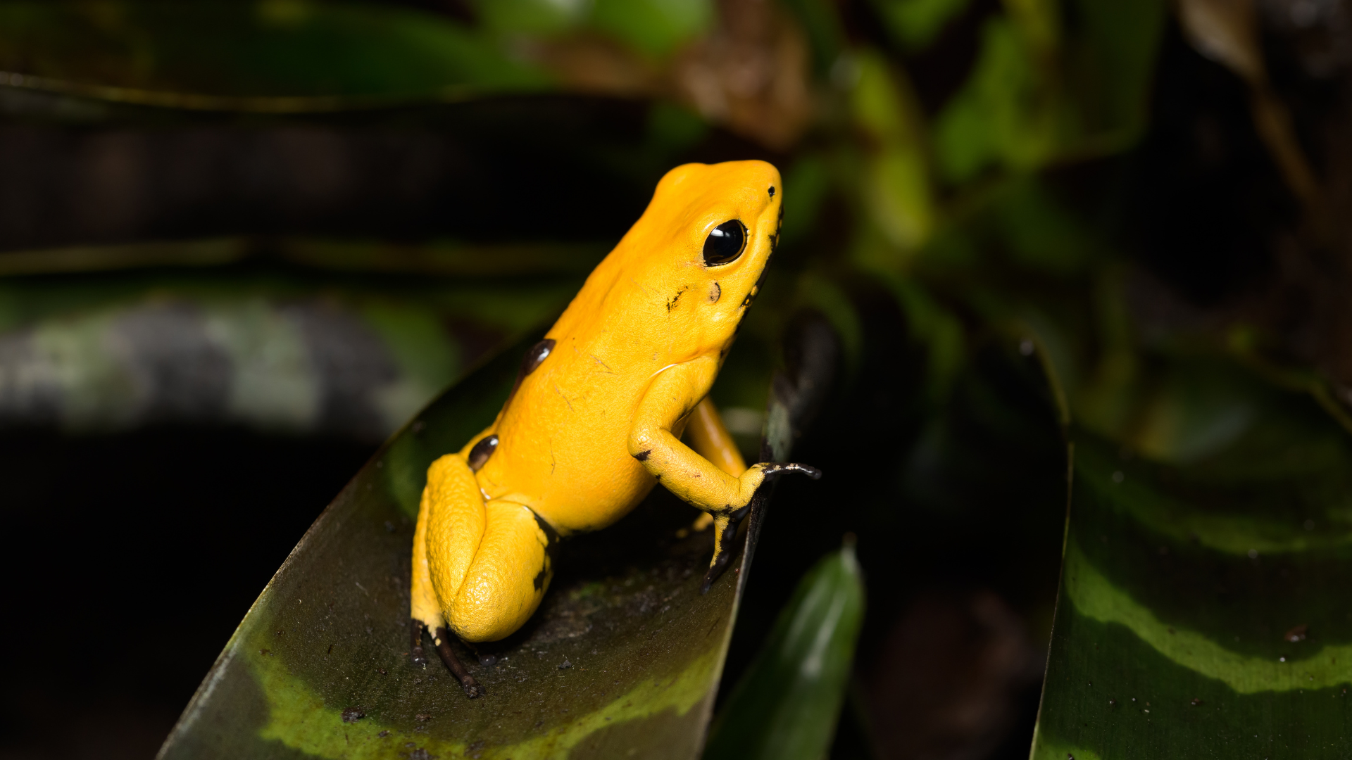Festival de la Rana Dorada: el latido verde de El Valle de Antón nlk