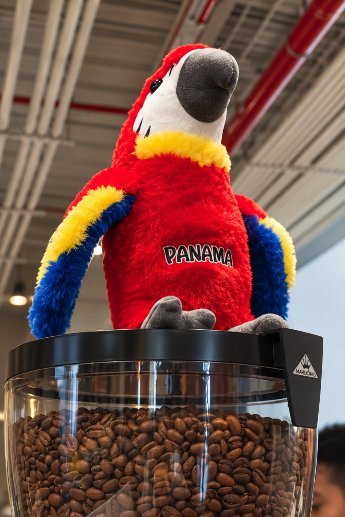 Panama Parrot Over Coffee Beans